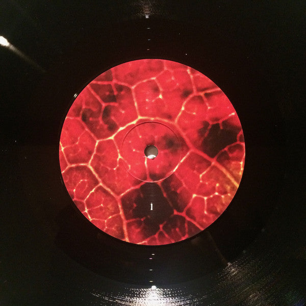 Common Eider, King Eider : A Wound Of Earth (LP, Album)