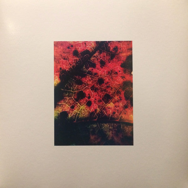 Common Eider, King Eider : A Wound Of Earth (LP, Album)