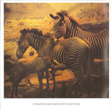 Kosheen : Resist (CD, Album, Enh, S/Edition)