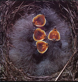 Bleach (3) : Eclipse E.P. (12", EP)